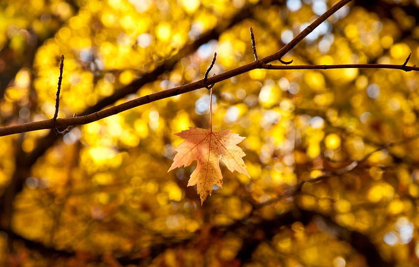 jesień, odchodzi, makro, gałęzie, żółty, tło, drzewo, panoramiczny, plama, liść, liść, panoramiczny, tło, jesień , sekcja макро, jesienne gałęzie Tapeta HD