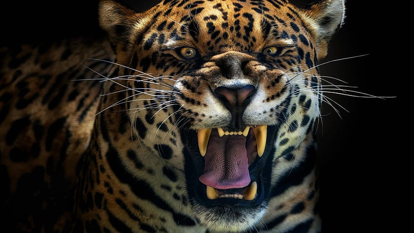 1920x1080 Jaguar, depredador, dientes, miedo, grandes felinos, rugido, animales aterradores androide fondo de pantalla