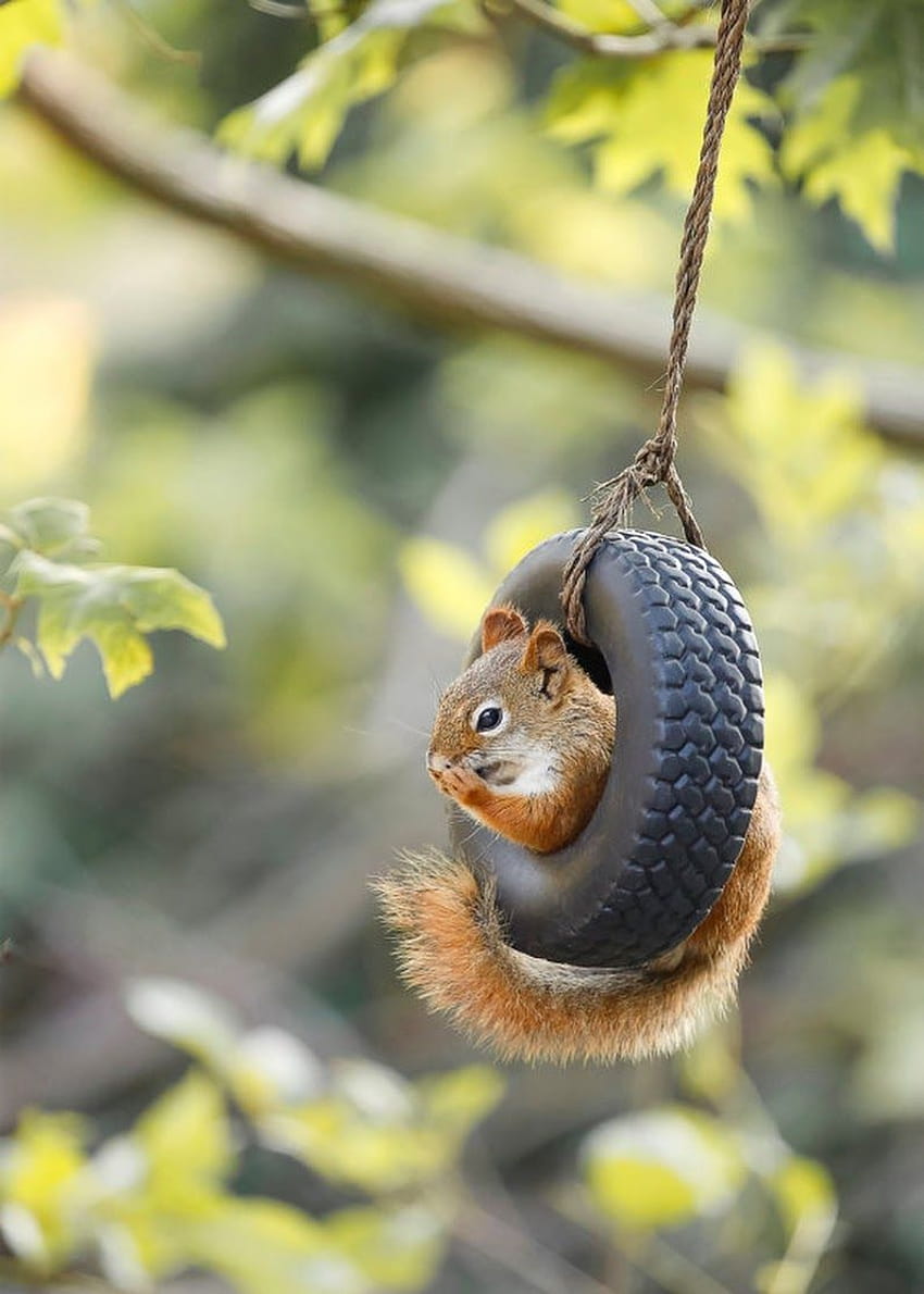 Melden Sie sich an, ästhetische Eichhörnchen HD-Handy-Hintergrundbild