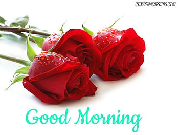 80 Beautiful Good Morning Images With Roses  Good Morning Wishes