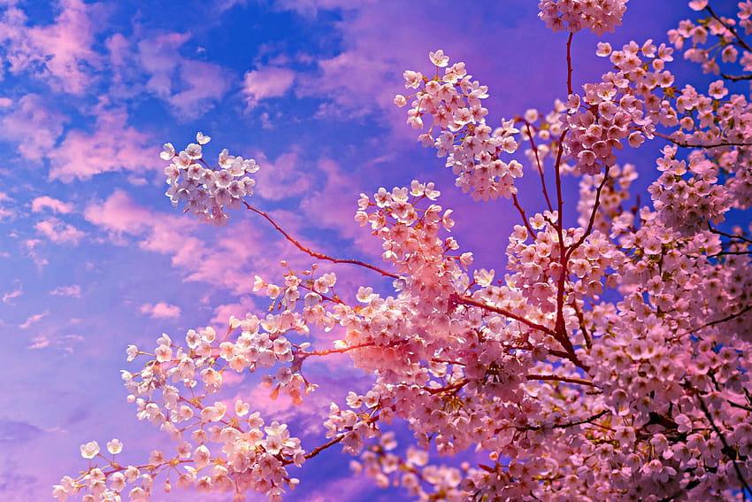 Sakura Tree, aesthetic blossom tree HD wallpaper