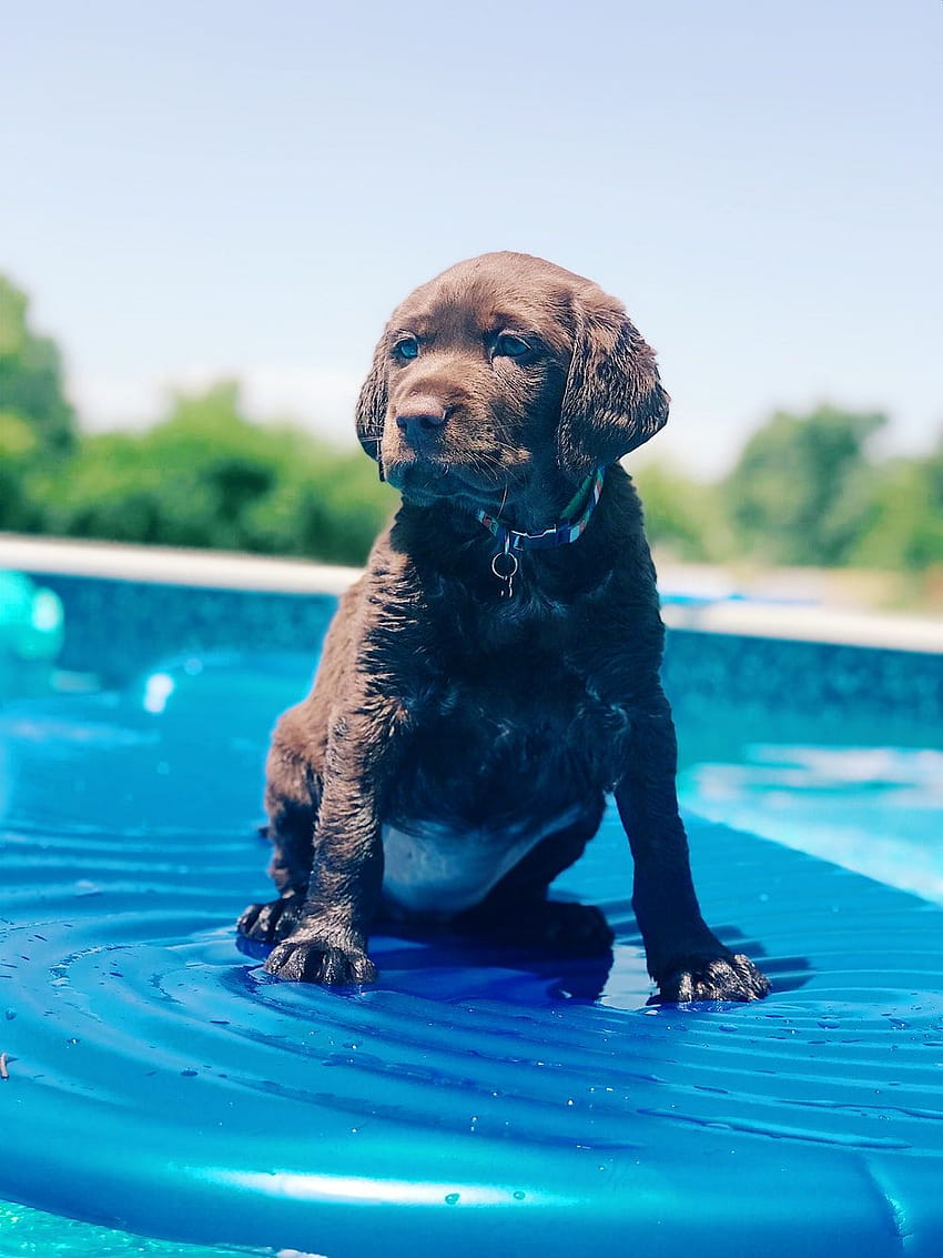 Dog In Pool, swimming dogs HD phone wallpaper