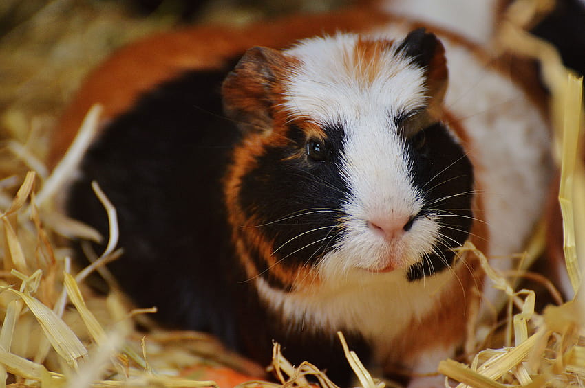 brown black and white guinea pig, guinea pig black and white HD wallpaper