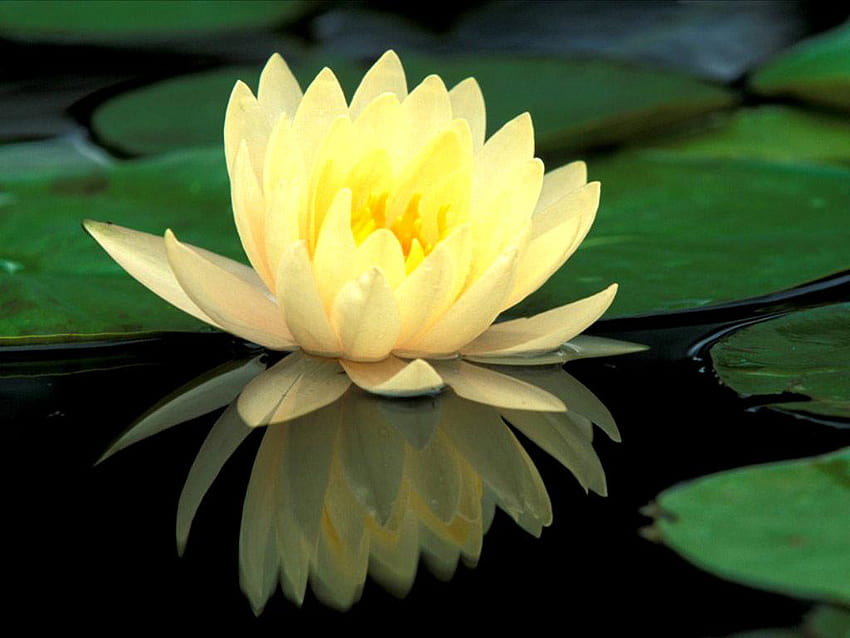 Flower Lotus Flowers Gele rozen Green, rose and lotus HD wallpaper