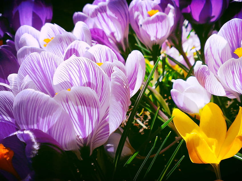 봄 식물 Crocus Vernus 보라색과 노란색 꽃 울트라 컴퓨터 노트북 태블릿 및 휴대 전화 3840x2160 : 13 HD 월페이퍼