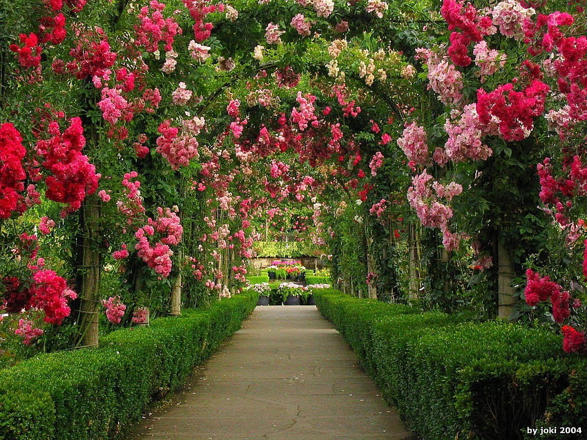 Арки в розова градина и фонове, фонова градина HD тапет