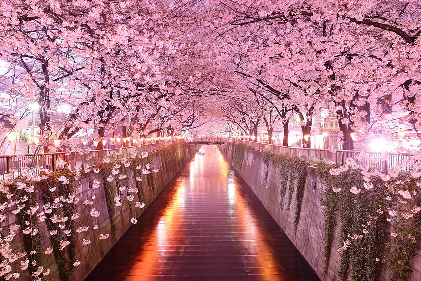 Japan Sakura Backgrounds Japanese Sakura Winter Art f…, japanese cherry ...