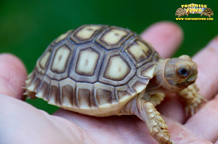 Sulcata Tortoise , Animal, HQ Sulcata Tortoise HD wallpaper | Pxfuel