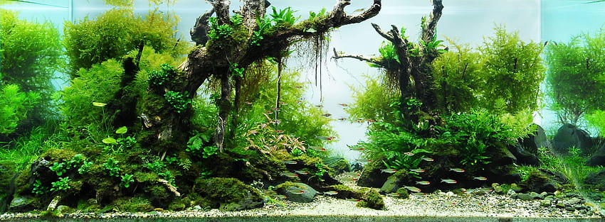 Aquarium, aquascape HD wallpaper