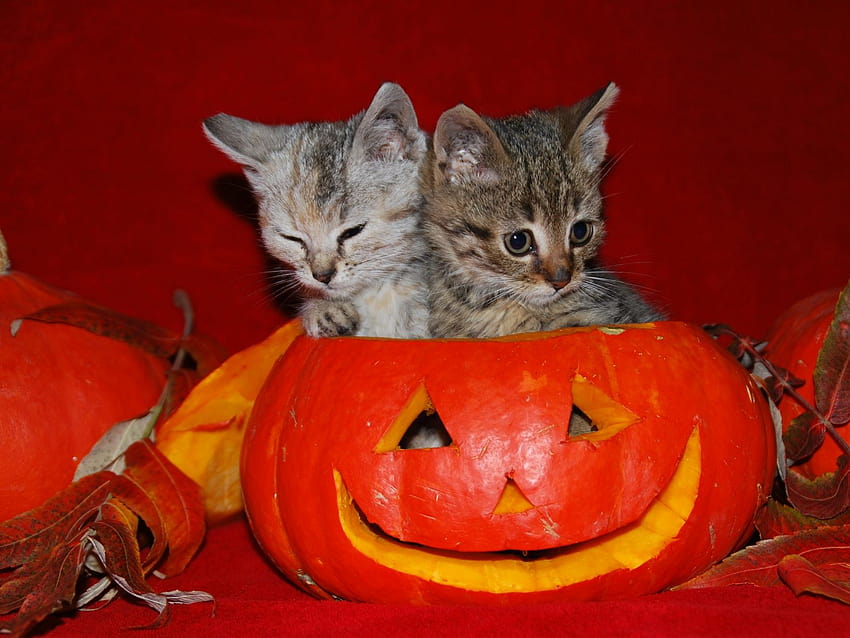 Home Holidays Halloween Cute Halloween [1600x1200] for your , Mobile & Tablet, halloween cat computer HD wallpaper