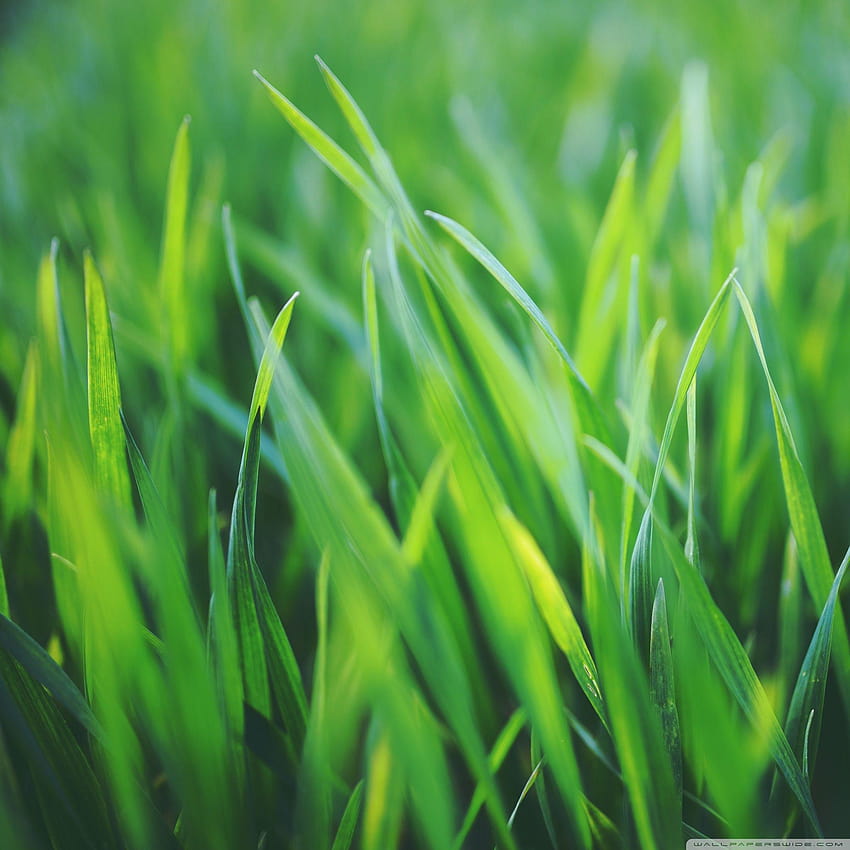 Spring Grass ❤ for Ultra TV • Wide, apple grass HD phone wallpaper
