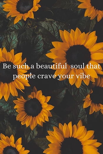 Sunflower Quotes to Inspire and Brighten Your Day  WishBaeCom