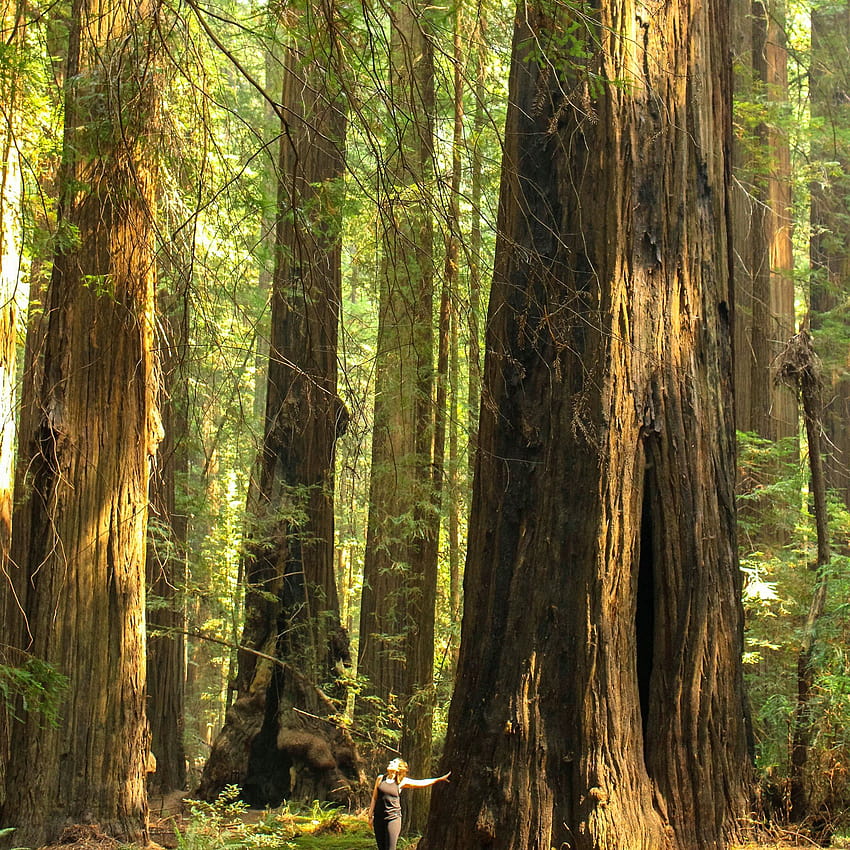 Redwood National Park HD phone wallpaper