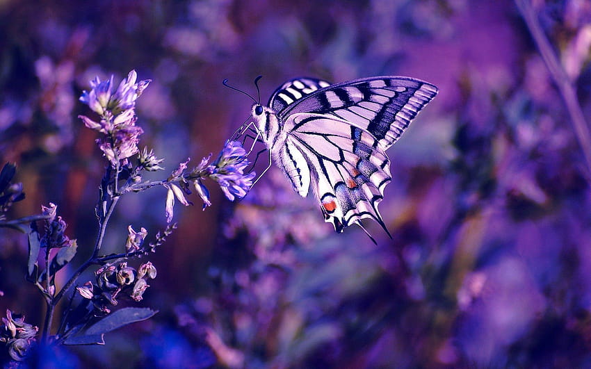 Animals Backgrounds In High Quality: Purple Butterfly by Brook, high quality butterfly HD wallpaper