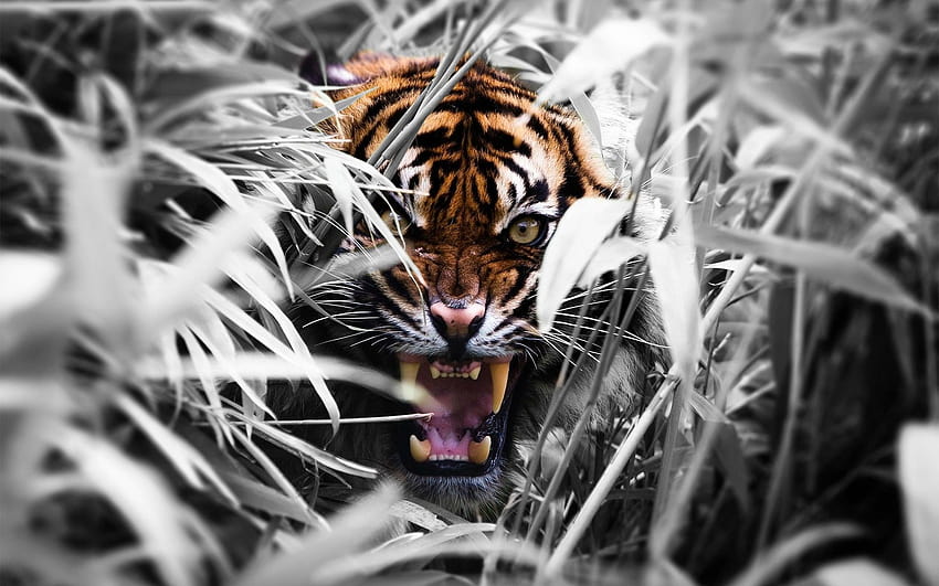 Horrible Fire Tiger Live Wallpaper Free Android Live Wallpaper download   Download the Free Horrible Fire Tiger Live Wallpaper Live Wallpaper to your  Android phone or tablet