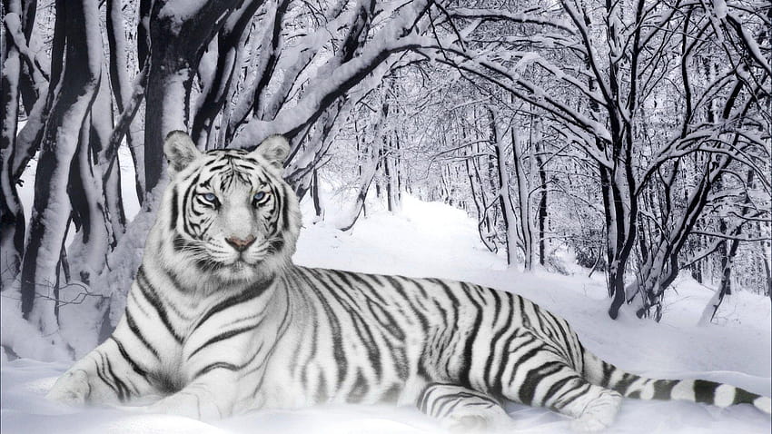 White Tigers wlpr Terindah, harimau cantik Wallpaper HD