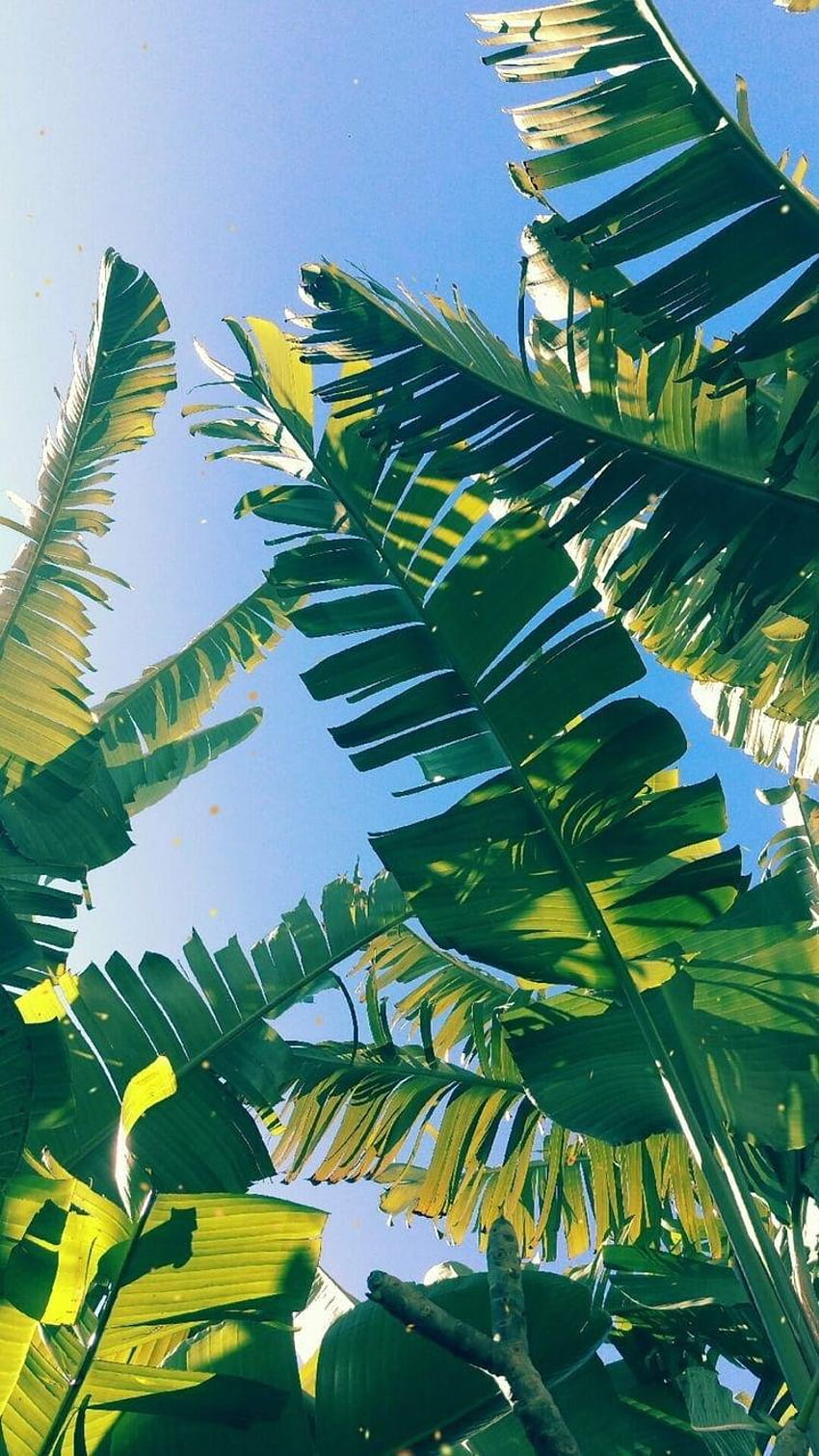 iPhone и Android: Palm Leaf за зелени тропически листа HD тапет за телефон