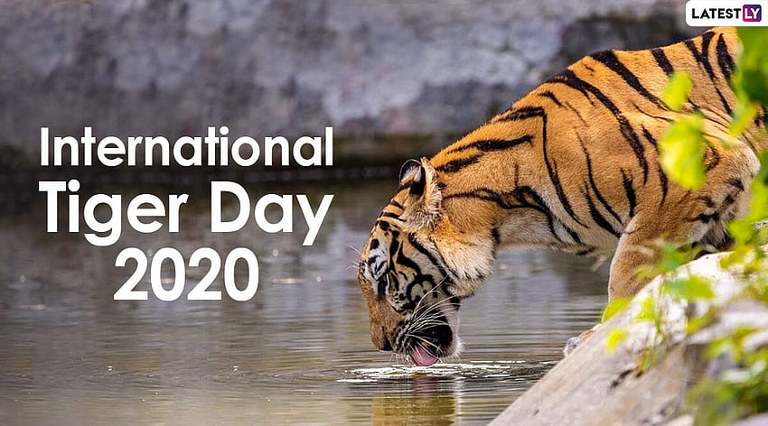 Dia Internacional do Tigre 2020 e Online: Adesivos do WhatsApp e dos grandes felinos para aumentar a conscientização sobre a conservação do tigre papel de parede HD