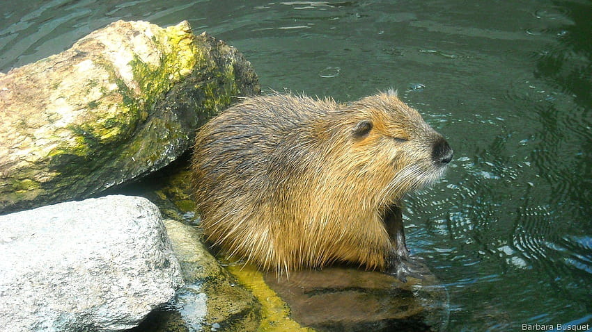 with beaver in the water, nutria HD wallpaper
