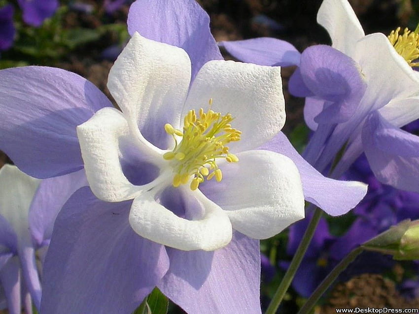 » พื้นหลังดอกไม้ » โคลัมไบน์ » www โคลัมไบน์สวย วอลล์เปเปอร์ HD