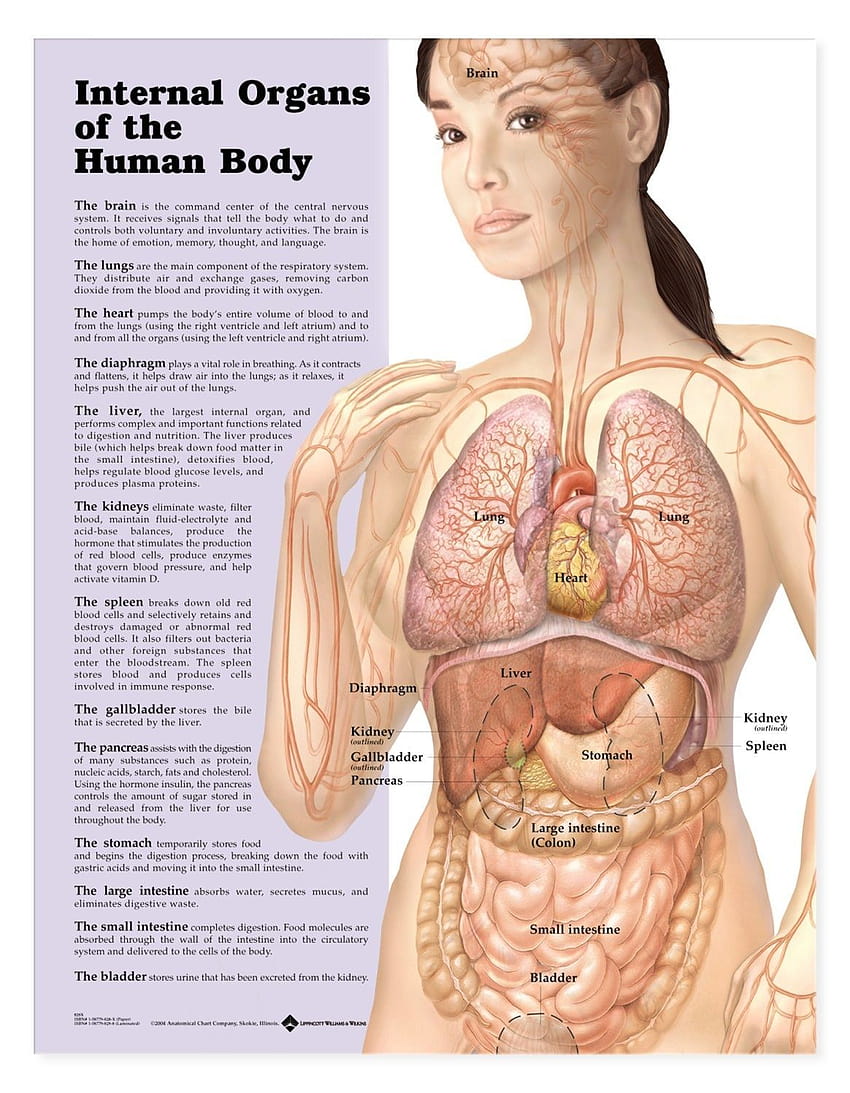 Organi interni del poster del corpo umano Sfondo del telefono HD