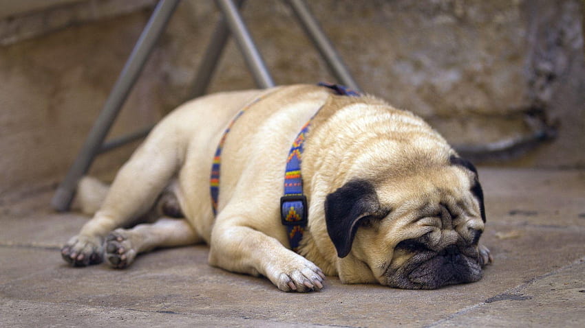 Pug High Quality, vodafone pug dog HD wallpaper Pug High Quality, vodafone pug dog HD wallpaper