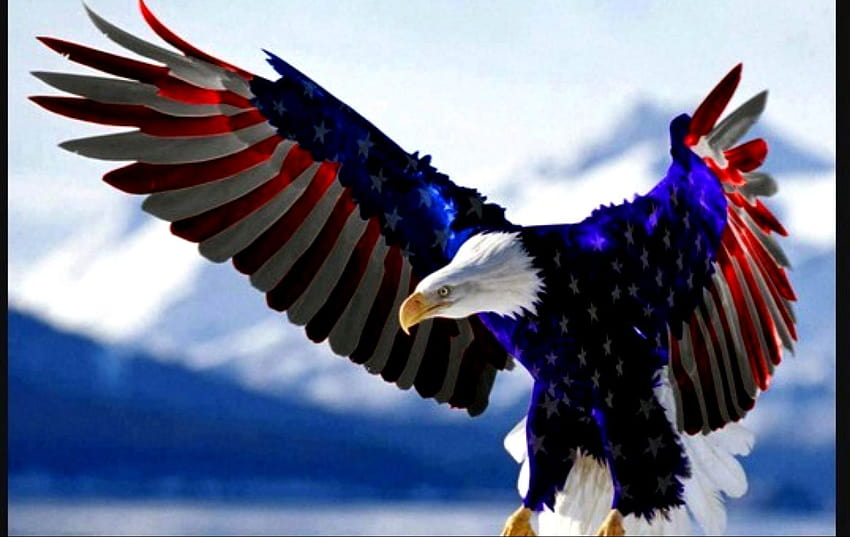 American Flag Eagle Gallery, indischer Adler HD-Hintergrundbild