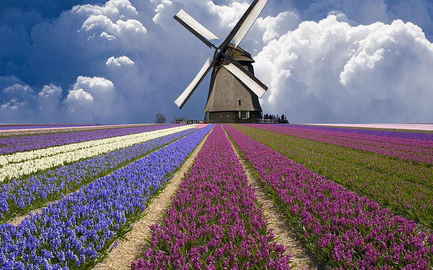 Windmill And Flower Field In Holland, patrick holland HD wallpaper