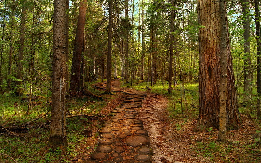 Landscapes forest r woods trunks path trail, woods in summer HD wallpaper