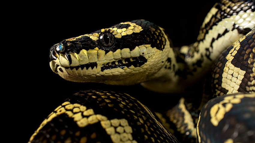 1366x768 Python 1366x768 Resolution HD 4k Wallpapers, Images