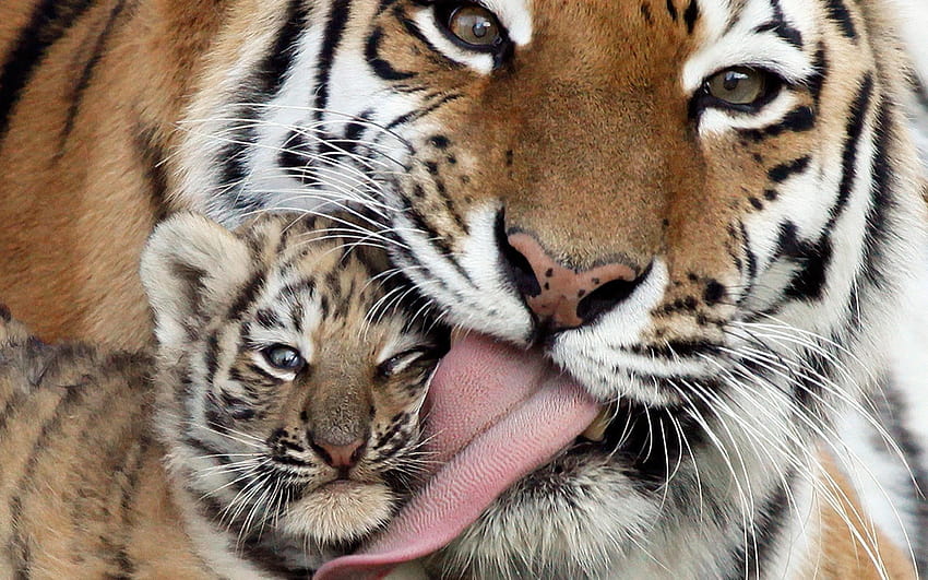 tiger baby wallpaper hd 1080p