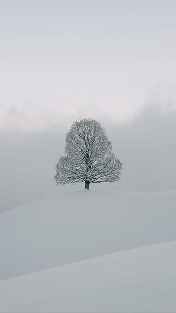 White winter background HD wallpapers | Pxfuel