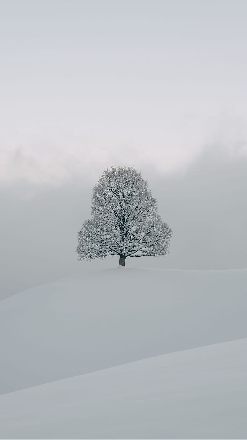 938x1668 나무, 눈, 겨울, 자연, 시차 배경용 흰색 아이폰 8/7/6s/6, 흰색 나무 눈 HD 전화 배경 화면