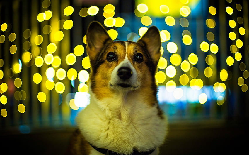 Corgi-Hund, Haustier, Tiere, die den Betrachter betrachten, gelbe Lichter, Bokeh, gbk HD-Hintergrundbild