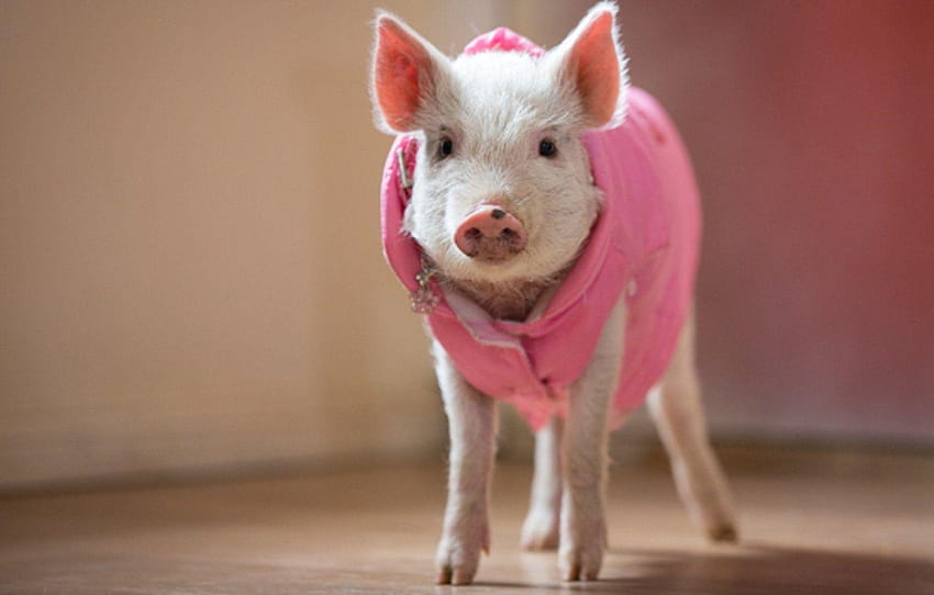 Mini Pig High Quality, miniature pig HD wallpaper