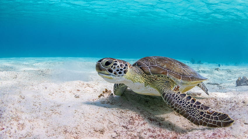 Tortuga, bajo el agua, mar 3840x2160 U, gran tortuga de arrecife de barrera fondo de pantalla