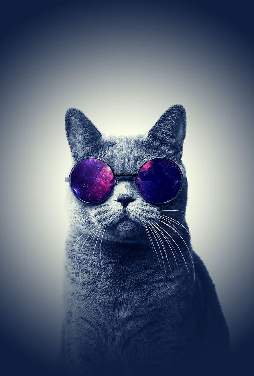 50 najlepszych Gato de Oculos, fajny kot Tapeta na telefon HD