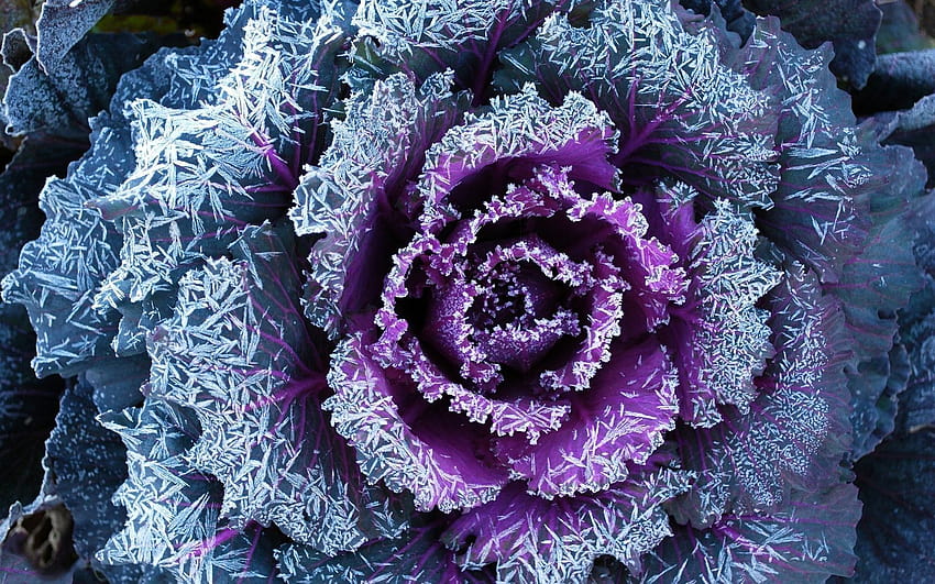 Ornamental cabbage leaves, cabbage field HD wallpaper