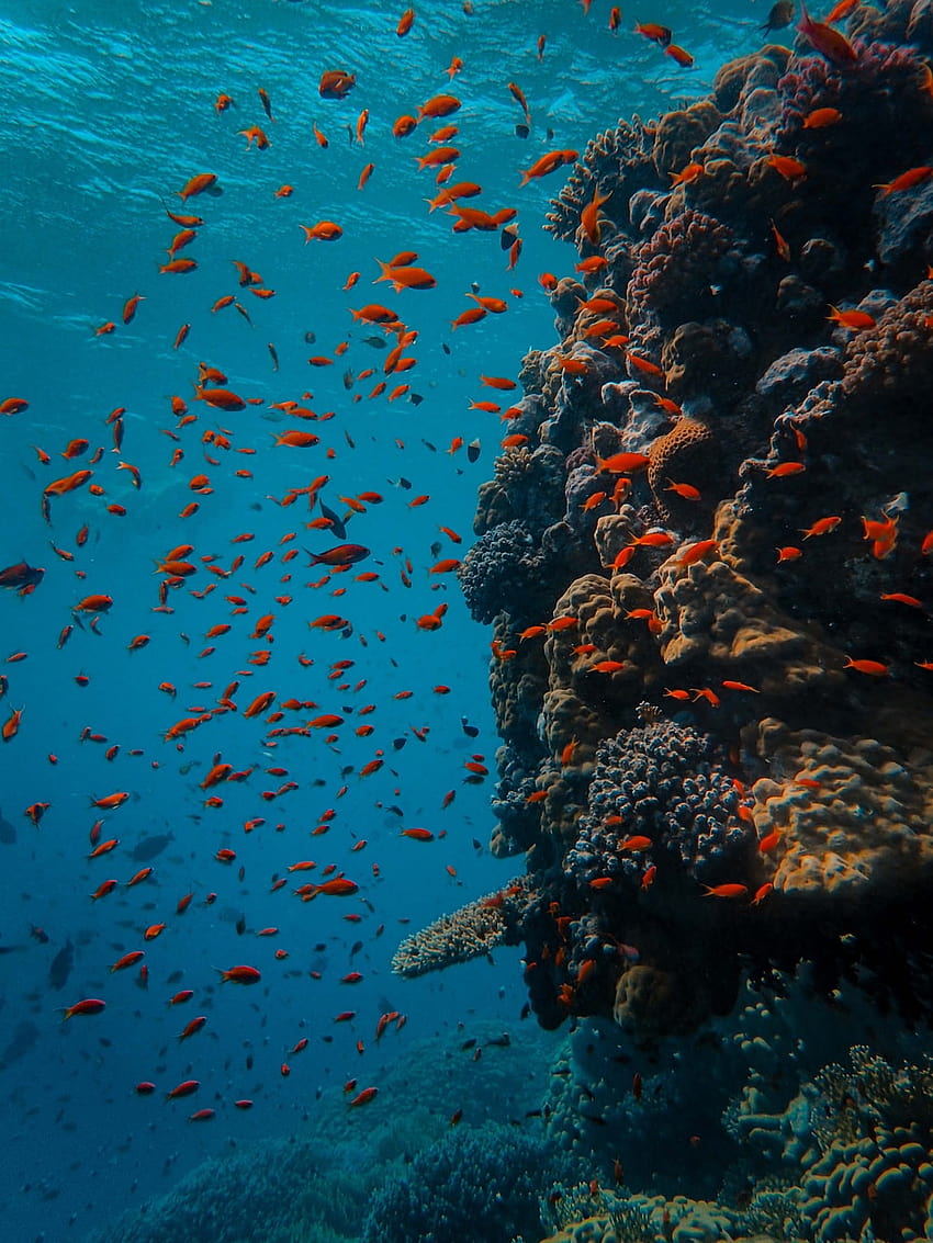 Grande Barreira de Corais, Austrália, mar de coral Papel de parede de celular HD