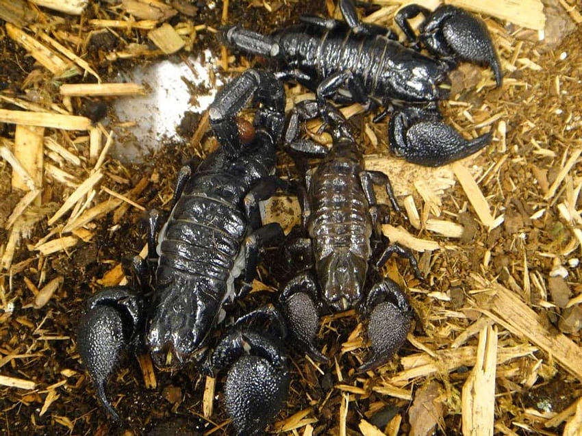 Black scorpions for Android HD wallpaper