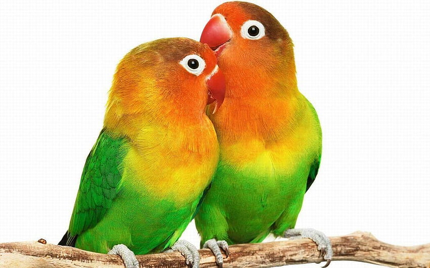 Nasty Parrots: Lovebirds.. Papagaio pequeno, pássaro do amor papel de parede HD