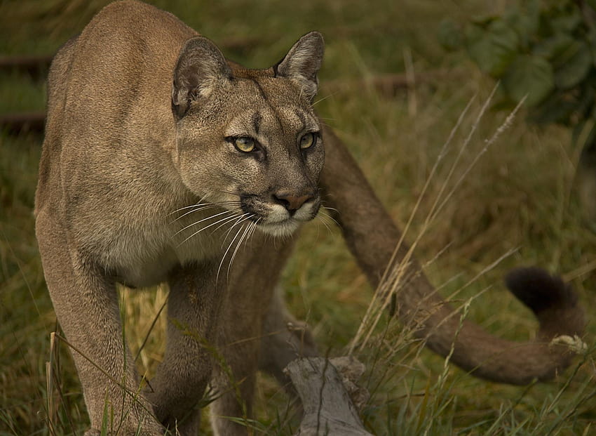 Puma cougar mountain lion wild cat f, mountain cats HD wallpaper