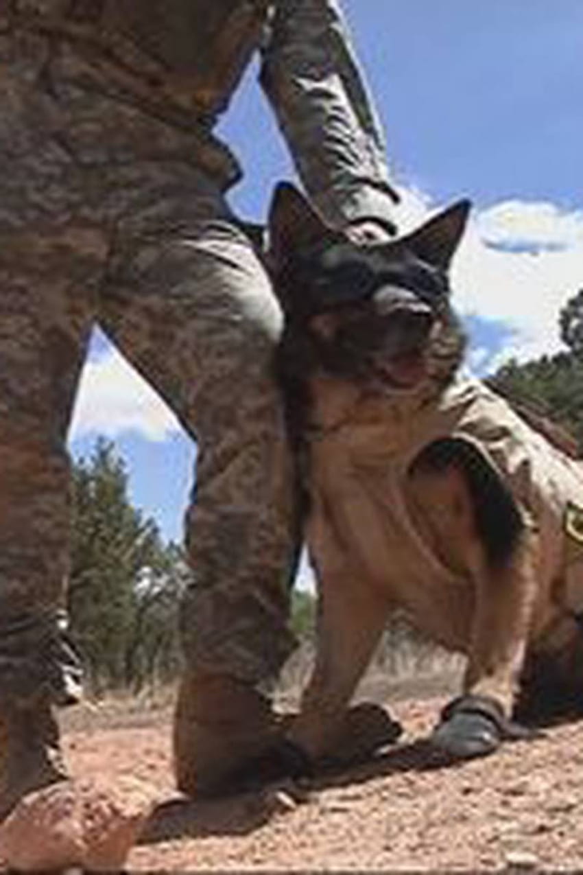 Bir askeri köpek ile sözleşmeli bir köpek arasındaki fark nedir? HD telefon duvar kağıdı