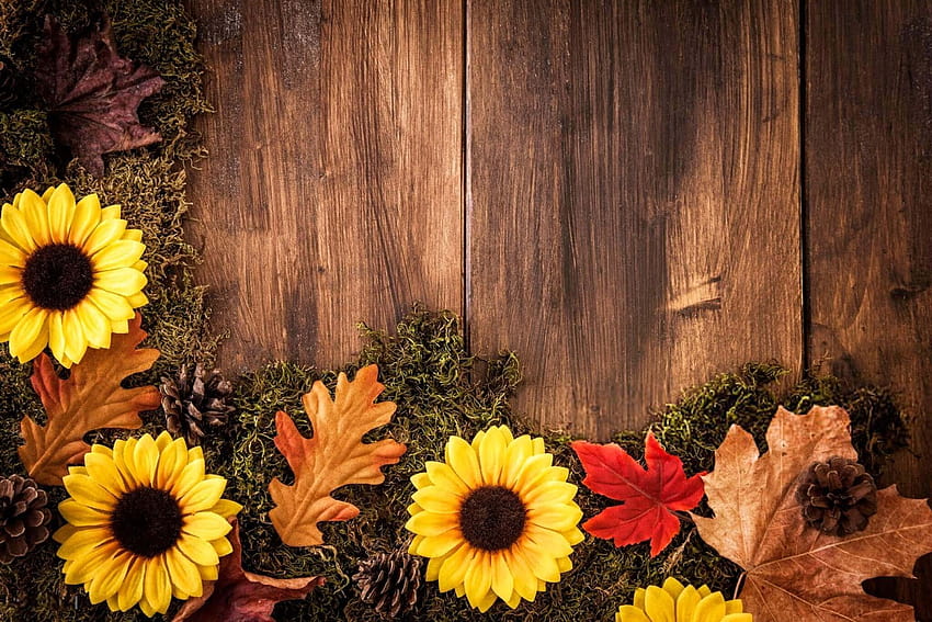 thanksgiving with sunflowers HD wallpaper