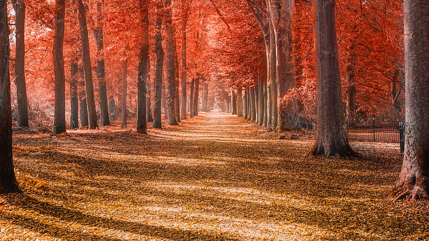 Autumn trees , Forest path, Trunks, Woods, Autumn leaves, Red, Nature, ultrawide autumn HD wallpaper