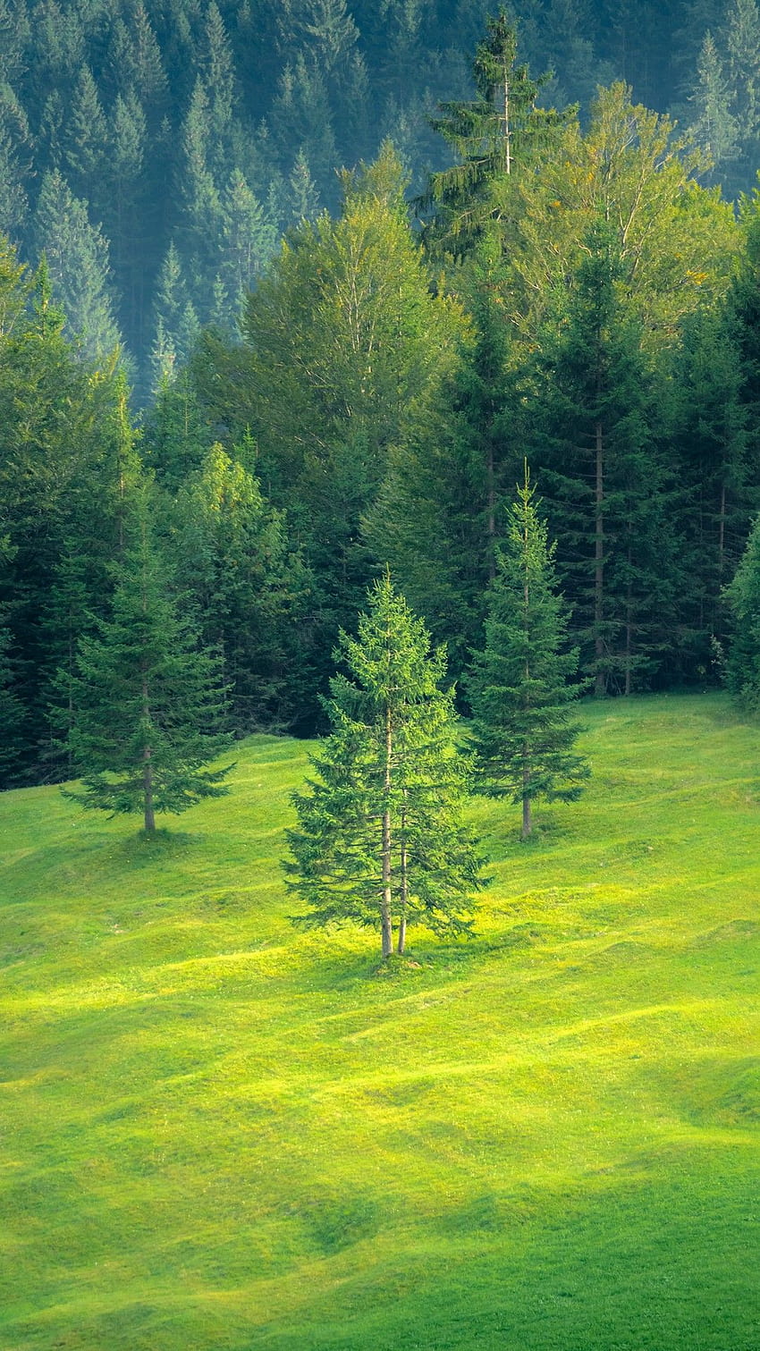 녹색 풍경, 녹색 풍경 안드로이드 모바일 HD 전화 배경 화면