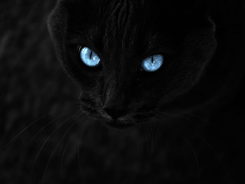 3611x2708 Gatto nero, occhi azzurri, vicino, gatto con gli occhi azzurri Sfondo HD