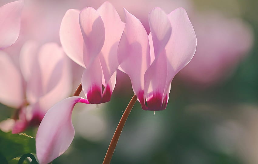 макро, цветя, размазано, циклама, циклама, от lolita777, бледо розово , раздел цветы HD тапет