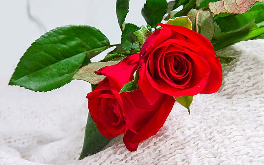 ༺ღ༻ Sô ༺ღ༻ on Rosas, roja flower HD wallpaper