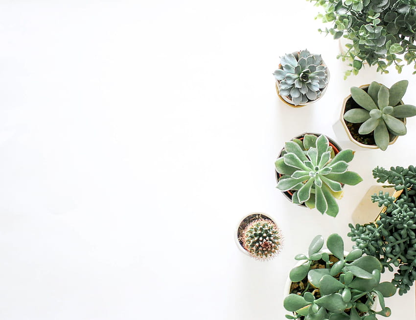 aesthetic minimalist plant HD wallpaper